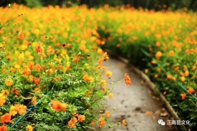 寺外桃源講花卉——硫華菊