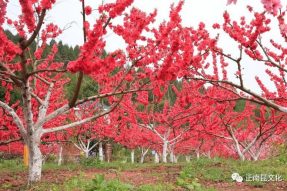 《寺外桃源講花卉》– 桃花朵朵，如何取舍